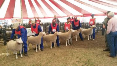 Standerton show 2015 - Highest price on auction for ewes and rams:
Far left ewe RC 14007 sold for R7500, 2nd ewe from left RC 14111 sold for R8500.
Rams RC 13058 and RC 13095 both sold for R16000 each.
