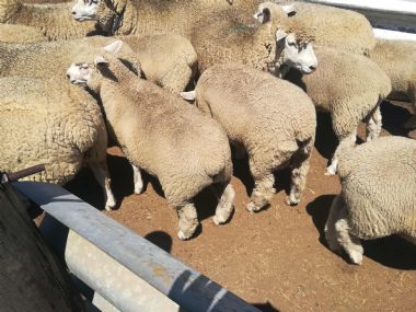 Lambs at 100 days - 