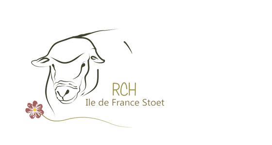 RCH Ile de France Sheep Available