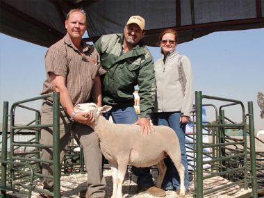 Hartland Middelburg Auction - Highest price for an ewe on this auction