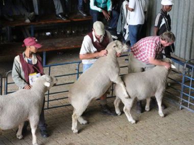 Royal Show 2015 - Interbreed winners – group of 2 rams over 15 months